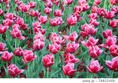 Picture of beautiful tulips on shallow deep of field close up Picture of beautiful tulips on shallow deep of field close up 78832400