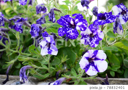 Beautiful violet petunia flowers in Floral Detail Background Image Beautiful violet petunia flowers in Floral Detail Background Image 78832401