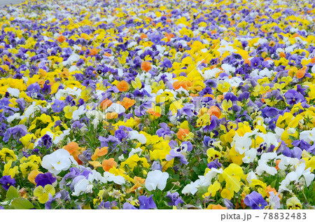 Multicolor pansy flowers or pansies close up as background or card Multicolor pansy flowers or pansies close up as background or card 78832483