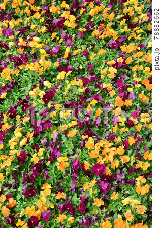 Multicolor pansy flowers or pansies close up as background or card Multicolor pansy flowers or pansies close up as background or card 78832662