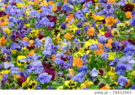 Multicolor pansy flowers or pansies close up as background or card Multicolor pansy flowers or pansies close up as background or card 78832663