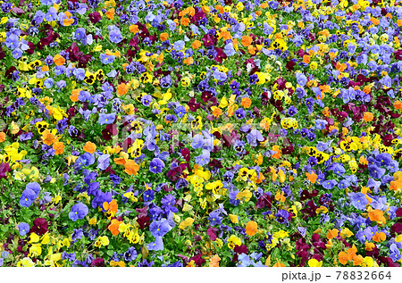 Multicolor pansy flowers or pansies close up as background or card Multicolor pansy flowers or pansies close up as background or card 78832664