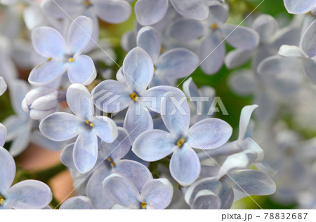 Branches of purple lilac and green leaves. Blooming branch of lilac 78832687