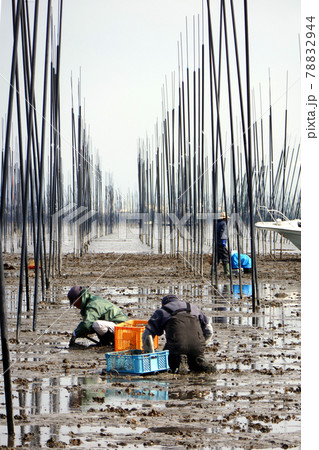 潮干狩り(有明海) 潮干狩り(有明海) 78832944