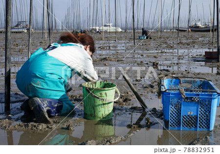 潮干狩り(有明海) 潮干狩り(有明海) 78832951