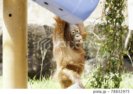 木にぶら下がるオランウータンの赤ちゃんの写真素材 7975