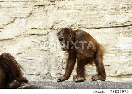 仲間の周りを歩き回るオランウータンの赤ちゃんの写真素材 7976