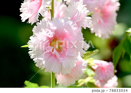 タチアオイ 八重咲き の写真素材 7034