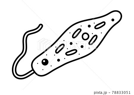 ミドリムシ ミドリムシ 78833051