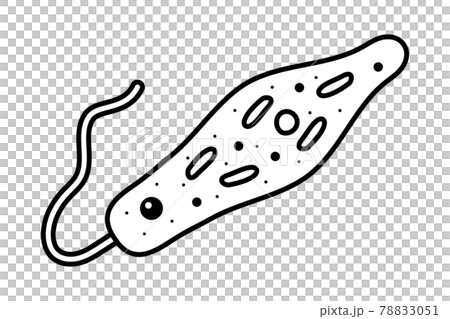 ミドリムシ ミドリムシ 78833051