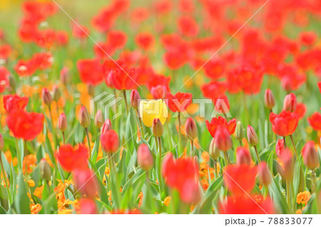 チューリップ　チューリップ畑 78833077