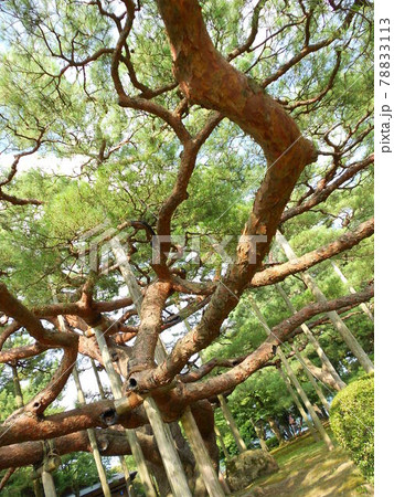兼六園その2 兼六園その2 78833113