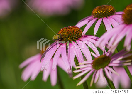 エキナセアとコガネムシ エキナセアとコガネムシ 78833191