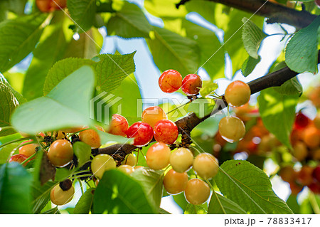 branch with cherries. harvest of berries and fruits.  78833417