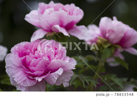 牡丹園にボタンの花が咲いています。このピンク色の牡丹の名前は花競(ハナキソイ)です。 牡丹園にボタンの花が咲いています。このピンク色の牡丹の名前は花競(ハナキソイ)です。 78833548