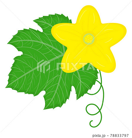 Cucumber or kiwano green leaf with yellow flower and cirrus isolated on white background. Cartoon style. Vector illustration for any design. 78833797