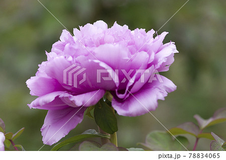 牡丹園に紫色の牡丹の花が咲いています。このボタンの名前は鎌田藤です。 78834065