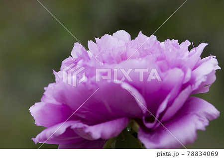 牡丹園に紫色の牡丹の花が咲いています このボタンの名前は鎌田藤です の写真素材