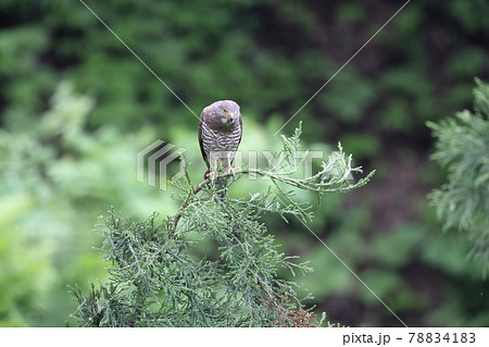 樹上から餌を探すサシバのオス 78834183