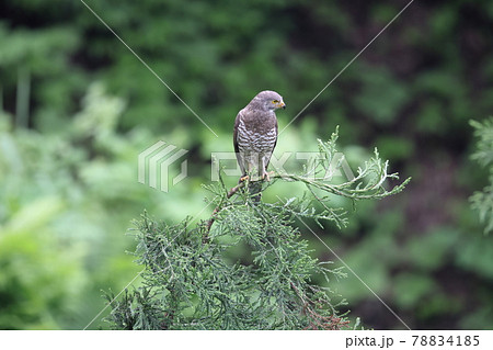 樹上から餌を探すサシバのオス 樹上から餌を探すサシバのオス 78834185