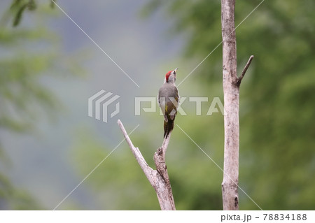 枯れ木で鳴くアオゲラのオス 枯れ木で鳴くアオゲラのオス 78834188