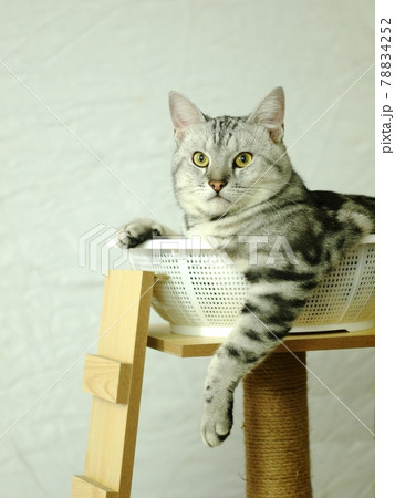 cute short hair young AMERICAN SHORT HAIR breed kitty grey and black stripes home cat laying in white basket on cat furniture making unhappy funny face closeup selective focus blur background cute short hair young AMERICAN SHORT HAIR breed kitty grey and black stripes home cat laying in white basket on cat furniture making unhappy funny face closeup selective focus blur background 78834252