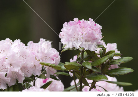 石楠花園にシャクナゲが咲いています。このピンク色の色のシャクナゲの名前はウエディングブーケです。 78834259