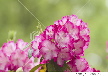 石楠花園にシャクナゲが咲いています このピンク色の色のシャクナゲの名前はリージェントです の写真素材