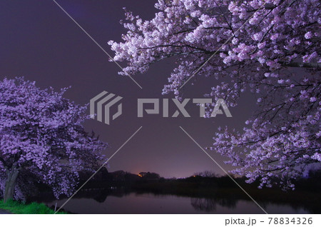埼玉県さいたま市と富士見市の市境にあるびん沼川の夜桜 埼玉県さいたま市と富士見市の市境にあるびん沼川の夜桜 78834326