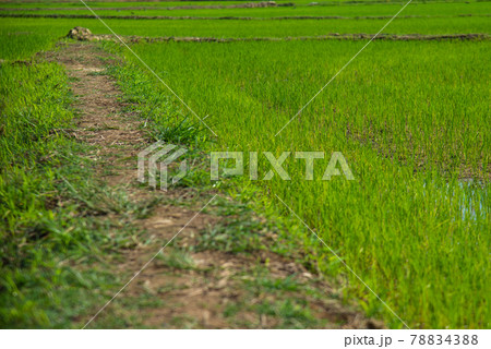 Selective focus on footpath beside baby green rice field for agricultural concept Selective focus on footpath beside baby green rice field for agricultural concept 78834388