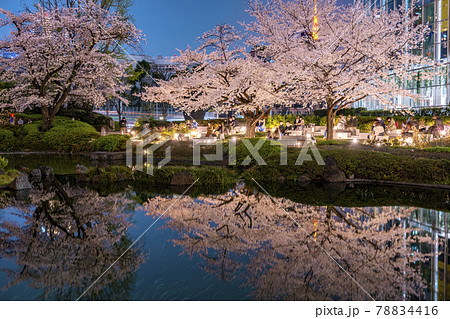 六本木ヒルズ 毛利庭園の桜 78834416