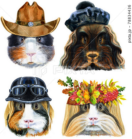 Watercolor portraits of Guinea Pigs on white background 78834436