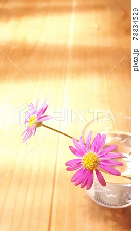 ブラキカムの花 78834529