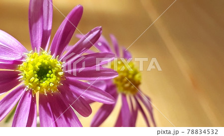 ブラキカムの花 78834532