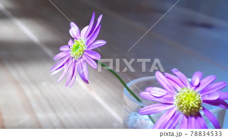 ブラキカムの花 ブラキカムの花 78834533