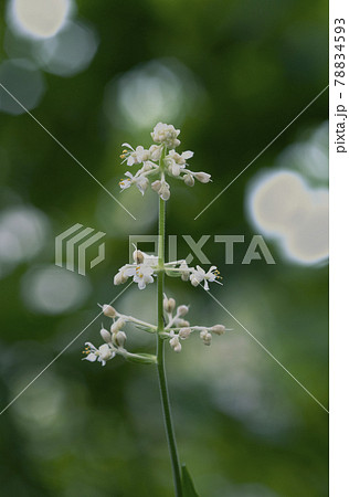 木から離れたところで開花したヤブミョウガの花1 78834593
