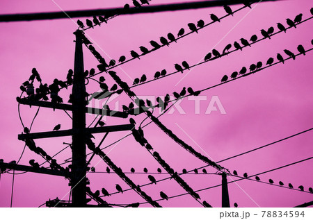 小雨降る梅雨の夕方に電線に集合する多数のムクドリ1 78834594