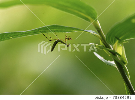 笹の葉の裏で獲物が来るのを待つハラビロカマキリの若齢幼虫1 78834595