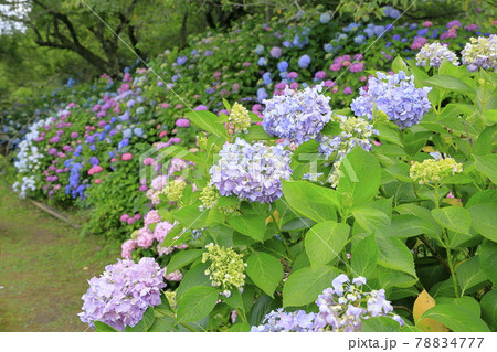 丹州華観音寺 満開の紫陽花 丹州華観音寺 満開の紫陽花 78834777