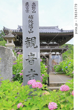 丹州華観音寺 満開の紫陽花 丹州華観音寺 満開の紫陽花 78834779