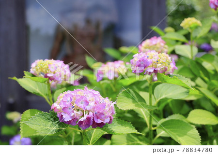 丹州華観音寺 満開の紫陽花 丹州華観音寺 満開の紫陽花 78834780