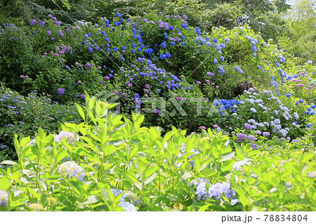 丹州華観音寺　満開の紫陽花 78834804