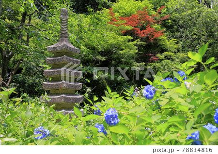 丹州華観音寺　満開の紫陽花 78834816