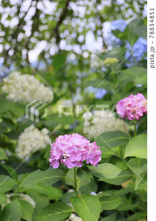 丹州華観音寺　満開の紫陽花 78834851
