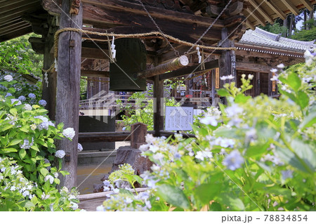 丹州華観音寺　満開の紫陽花 78834854