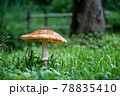 森に自生するキノコ 78835410