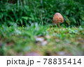 森に自生するキノコ 78835414