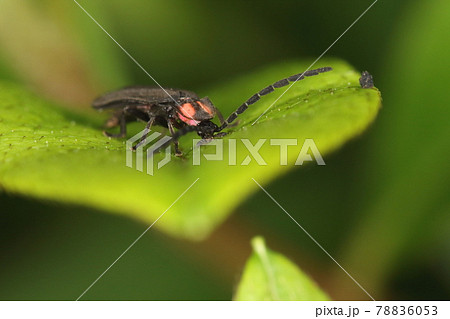 生き物 昆虫 オバボタル、昼行性のホタル。葉の上を舐めるような仕草。パドルの様な小あごひげが見えます 生き物 昆虫 オバボタル、昼行性のホタル。葉の上を舐めるような仕草。パドルの様な小あごひげが見えます 78836053