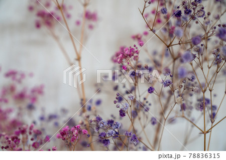 カラーカスミソウのドライフラワー 白バック の写真素材