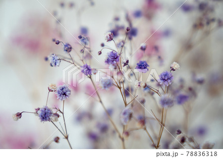 青いカスミソウのドライフラワー 白バック の写真素材